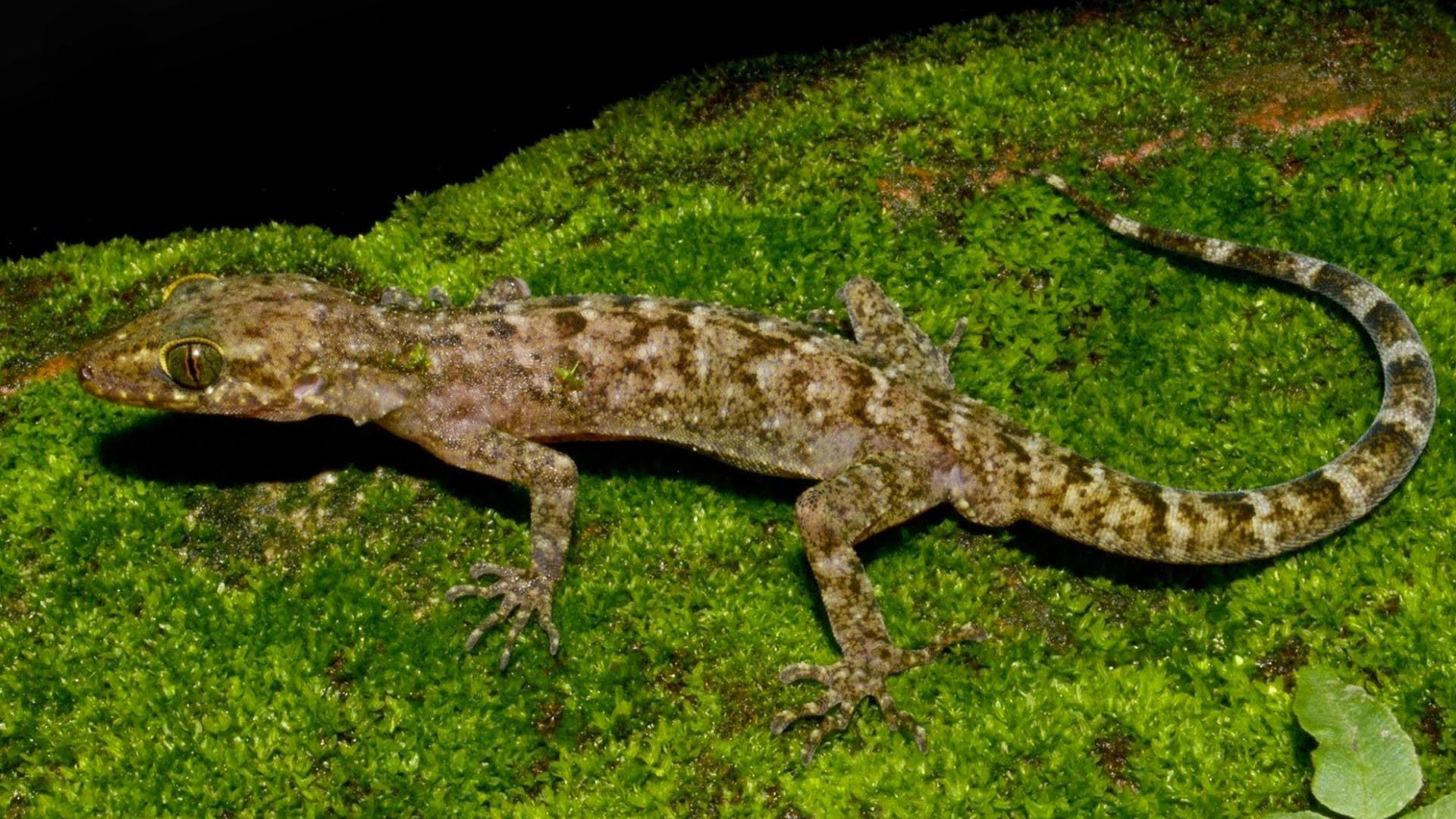 New Species of Bent-Toed Gecko Discovered on the Edge of India's Raimona